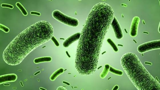 تقتل بدون قصد.. فوائد البكتيريا النافعة في الجسم – جريدة البوكس نيوز