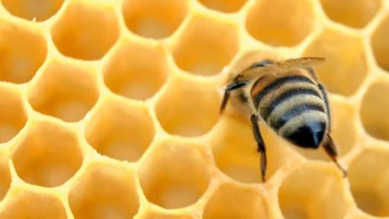 العكبر.. كيف ينتج النحل؟ وأشهر الأمراض التي يعالجها؟