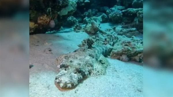 البوكس نيوز - ظهور كائن غريب يتجول في قاع البحر الأحمر.. فيديو