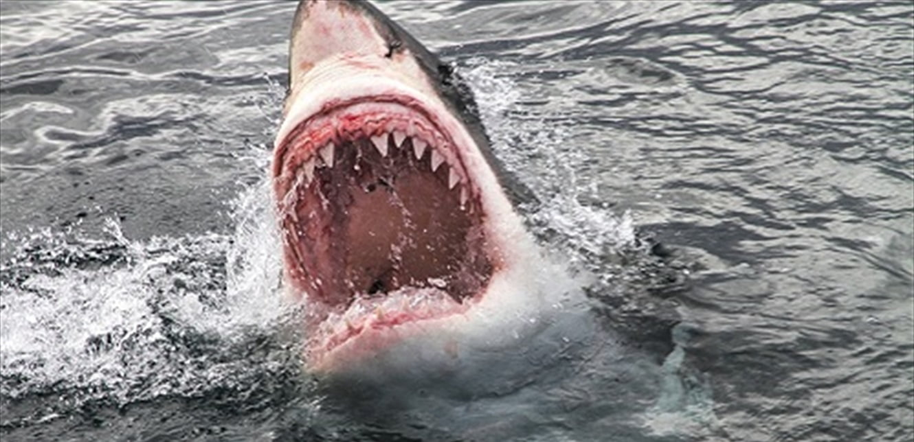 البوكس نيوز - حالة جنونية تنتاب سمك القرش.. فيديو