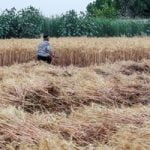 المغرب يتوقع ارتفاع إنتاج محاصيل الحبوب إلى 5.51 مليون طن فى 2023 - البوكس نيوز