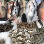 أسعار الأسماك فى مصر اليوم تسجل استقرارا.. والبلطى بـ68 جنيها للكيلو - البوكس نيوز